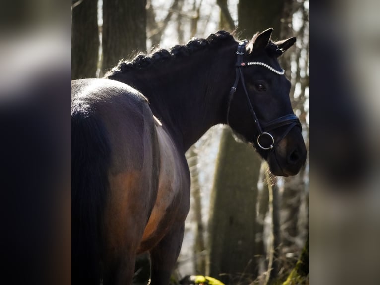 Huzule Ruin 10 Jaar 146 cm Zwart in Nettersheim