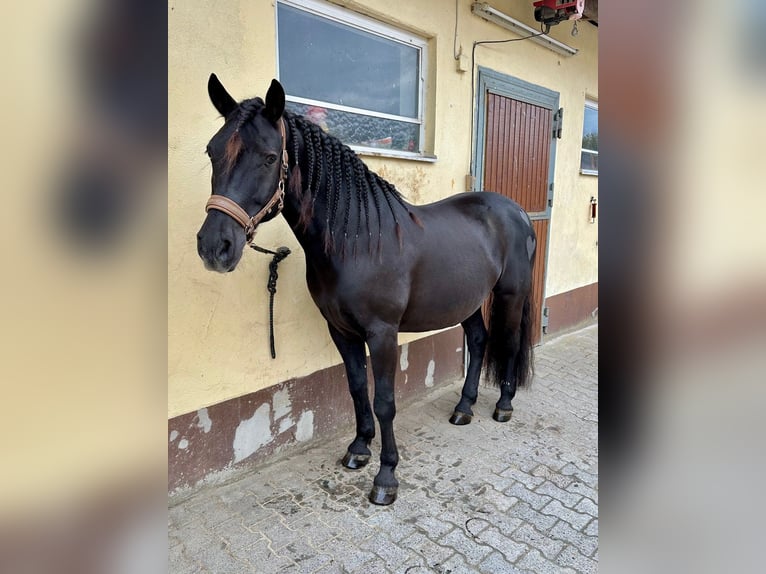 Huzule Mix Ruin 10 Jaar 155 cm Zwart in Hadamar