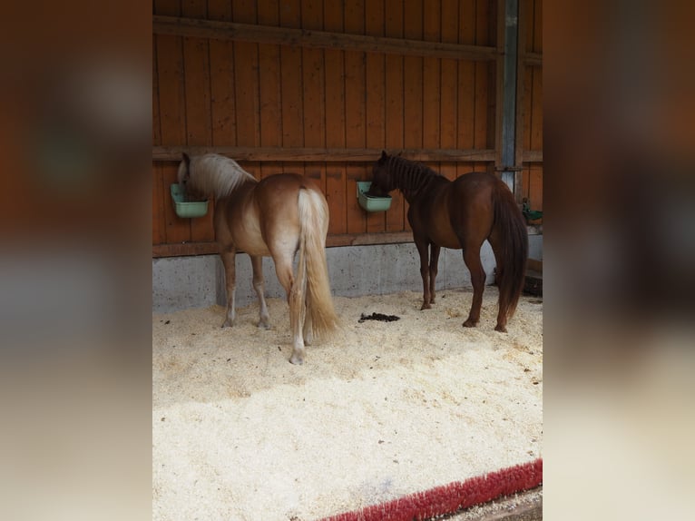 Huzule Mix Ruin 11 Jaar 145 cm Vos in Leonstein