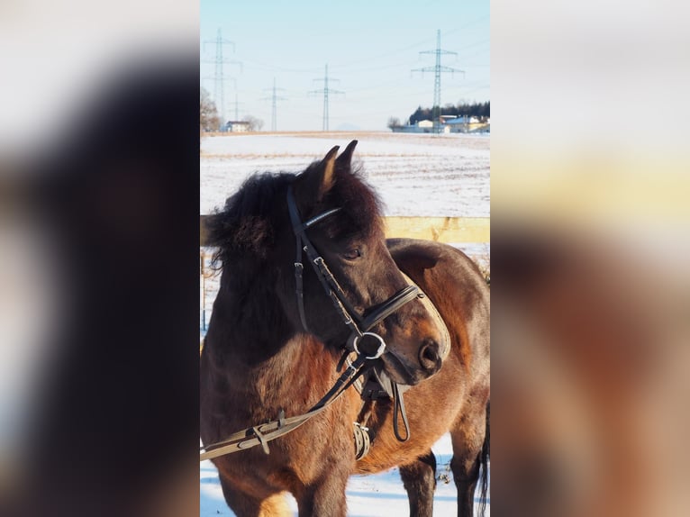 Huzule Ruin 12 Jaar 138 cm Donkerbruin in Steinerkirchen