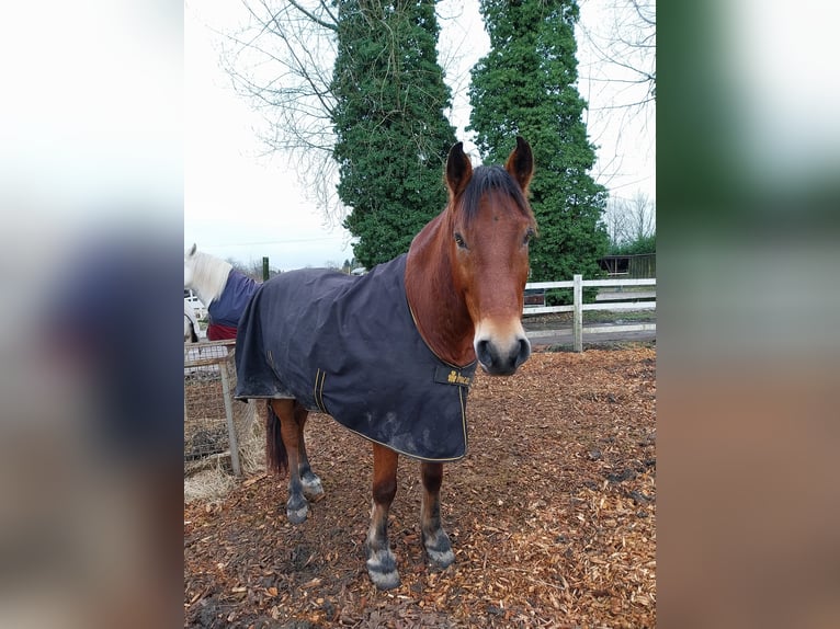 Huzule Mix Ruin 12 Jaar 146 cm Bruin in Velbert