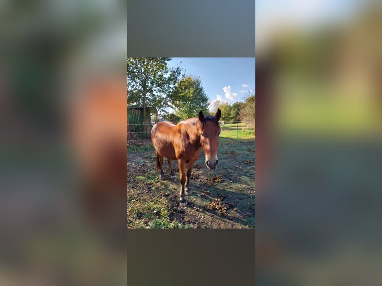 Huzule Mix Ruin 12 Jaar 146 cm Bruin in Velbert