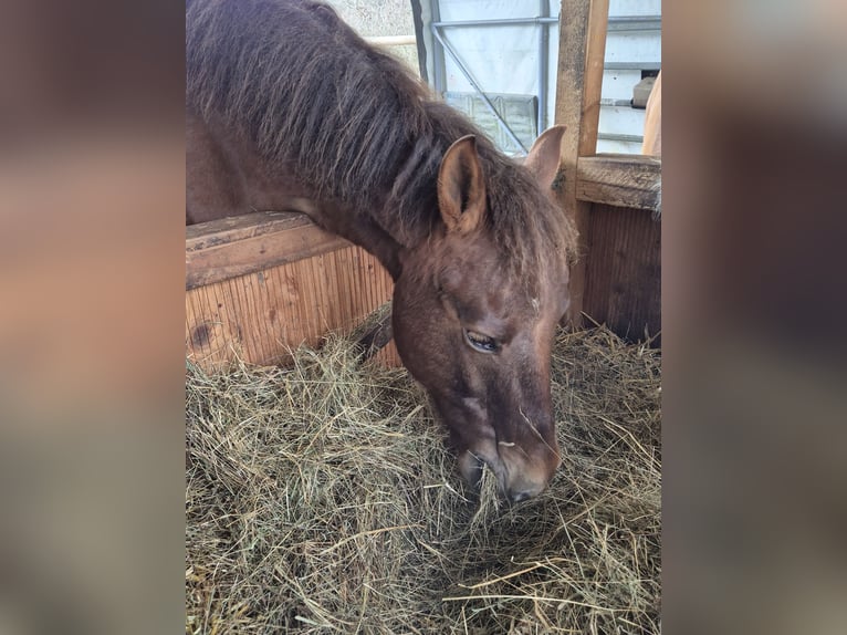 Huzule Ruin 12 Jaar 150 cm Donkere-vos in Hauset