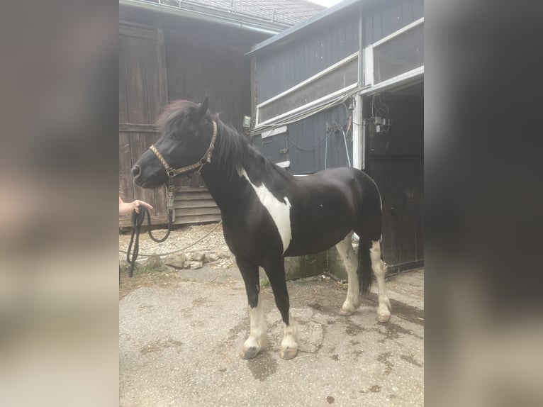 Huzule Mix Ruin 13 Jaar 137 cm Gevlekt-paard in Weidling