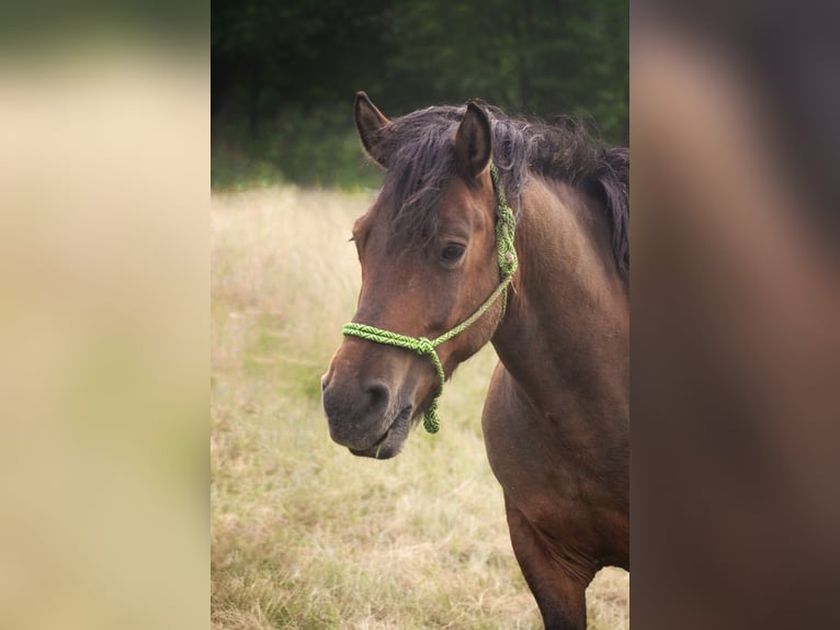 Huzule Ruin 13 Jaar 140 cm Bruin in Żywiec