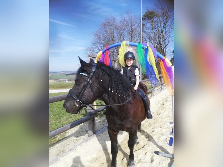 Huzule Ruin 13 Jaar 148 cm Zwart in St. Leonhard am Forst