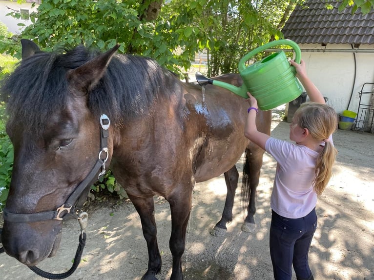 Huzule Ruin 13 Jaar Donkerbruin in Klagenfurt