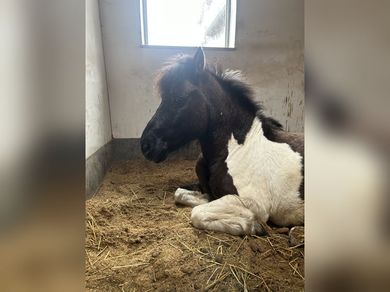 Huzule Ruin 14 Jaar 139 cm Gevlekt-paard in Furth im Wald