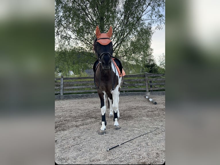 Huzule Ruin 14 Jaar 139 cm Gevlekt-paard in Furth im Wald