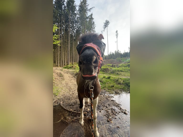 Huzule Ruin 14 Jaar 139 cm Gevlekt-paard in Furth im Wald