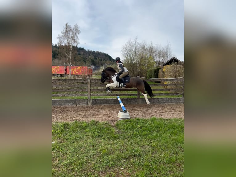 Huzule Ruin 14 Jaar 139 cm Gevlekt-paard in Furth im Wald