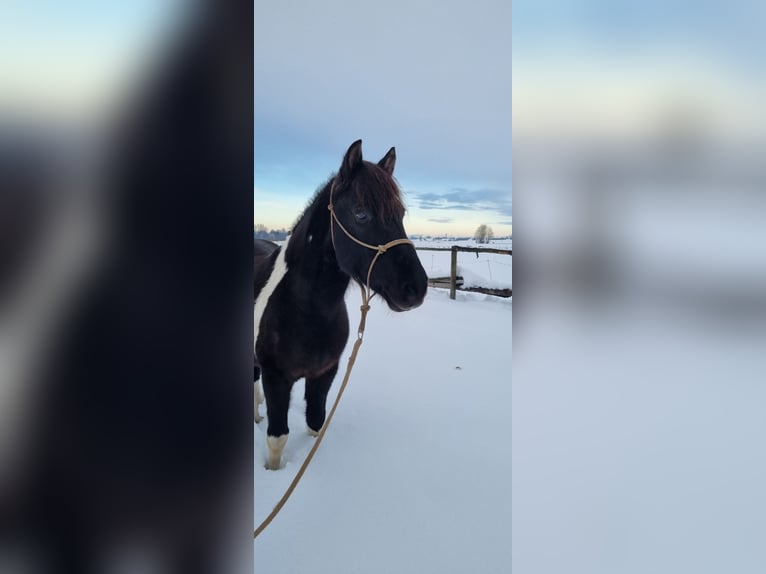 Huzule Ruin 14 Jaar 148 cm Gevlekt-paard in Moosining