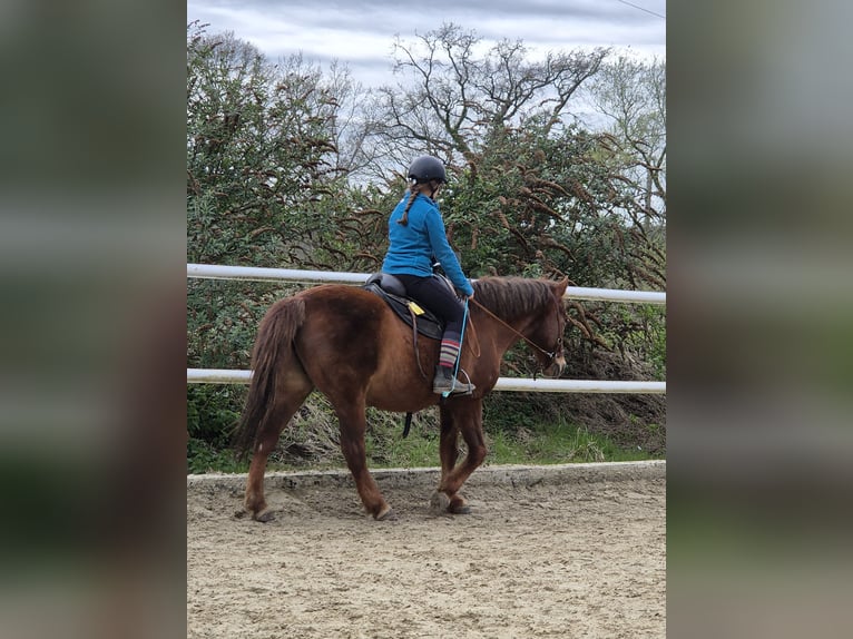 Huzule Ruin 14 Jaar 150 cm Donkere-vos in Hauset