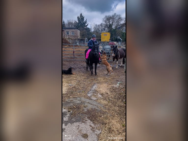 Huzule Ruin 15 Jaar 145 cm Zwart in Iserlohn Huzule Ruin 15 Jaar 145 cm Zwart in Iserlohn