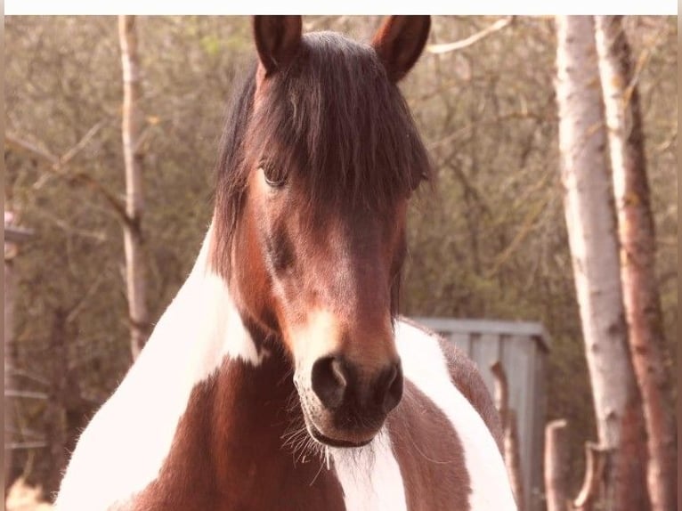 Huzule Ruin 17 Jaar 140 cm Gevlekt-paard in Suhl