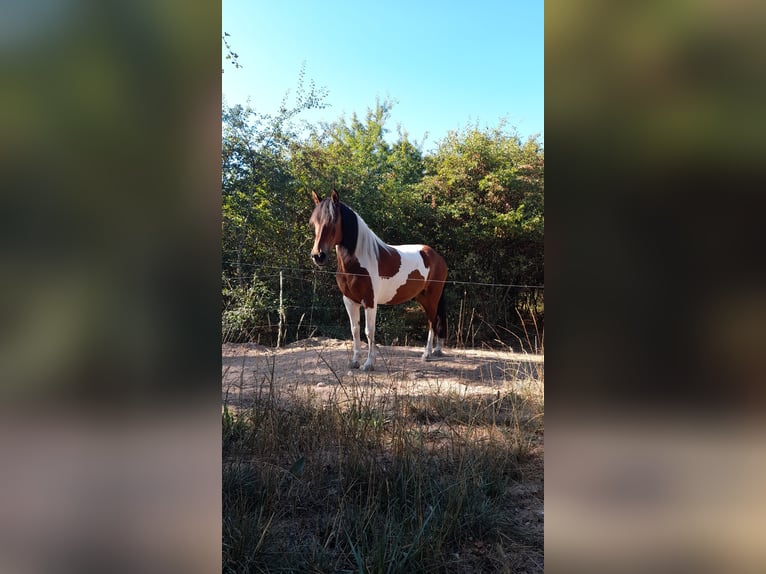 Huzule Ruin 17 Jaar 140 cm Gevlekt-paard in Suhl