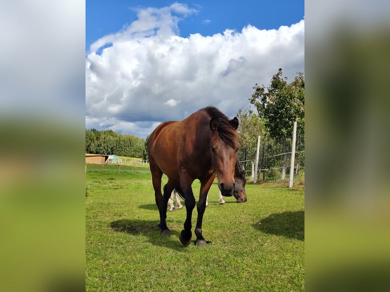 Huzule Ruin 2 Jaar 133 cm Roodbruin in Grodziczno