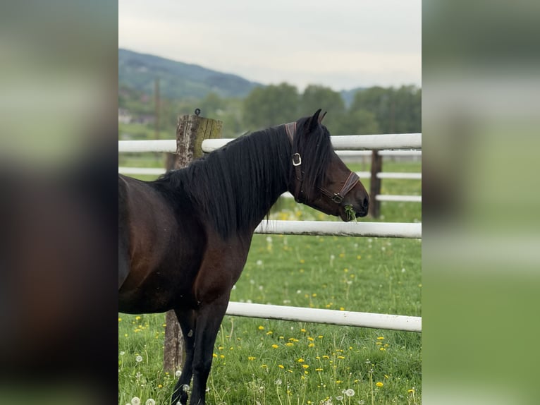 Huzule Ruin 3 Jaar 140 cm Roodbruin in Kąty