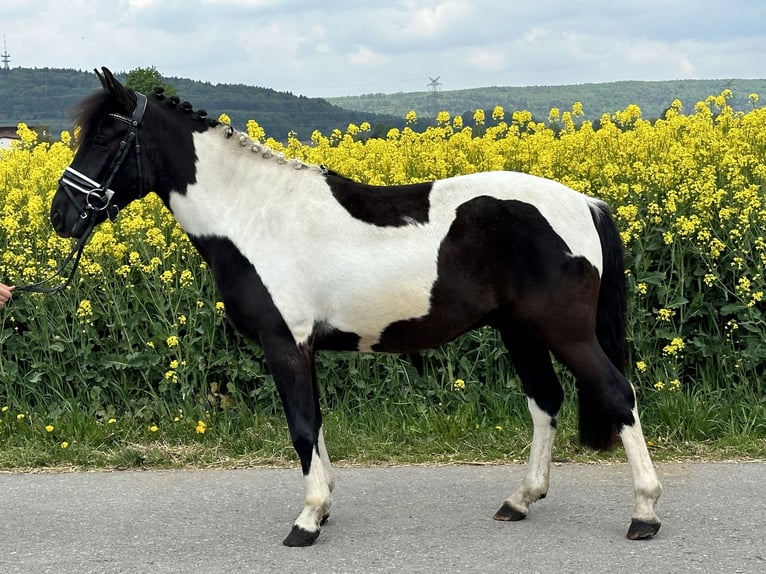 Huzule Ruin 3 Jaar 143 cm Gevlekt-paard in Riedlingen