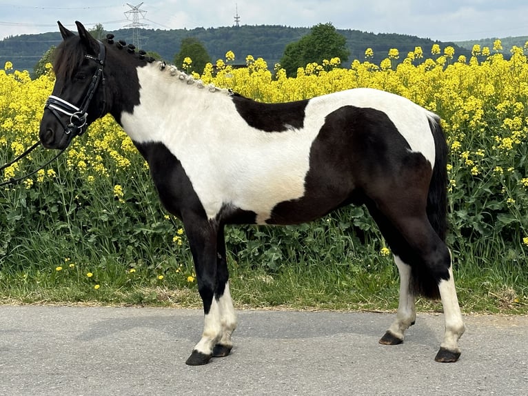 Huzule Ruin 3 Jaar 143 cm Gevlekt-paard in Riedlingen