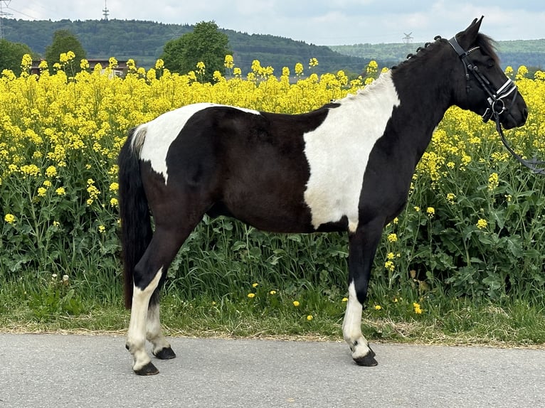 Huzule Ruin 3 Jaar 143 cm Gevlekt-paard in Riedlingen