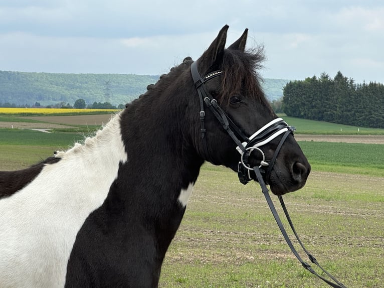 Huzule Ruin 3 Jaar 143 cm Gevlekt-paard in Riedlingen