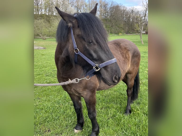 Huzule Ruin 3 Jaar 145 cm Donkerbruin in Zwickau