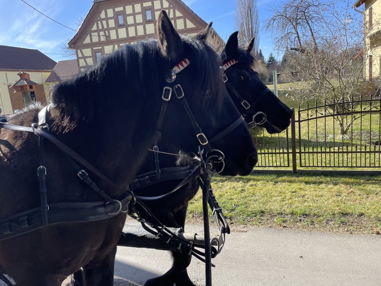 Huzule Ruin 3 Jaar 145 cm Donkerbruin in Zwickau