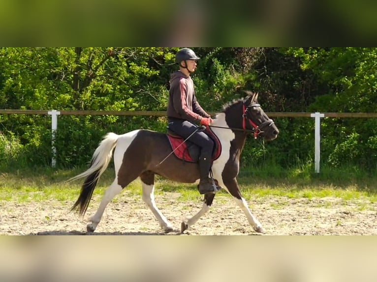Huzule Ruin 4 Jaar 138 cm Gevlekt-paard in Kamenz
