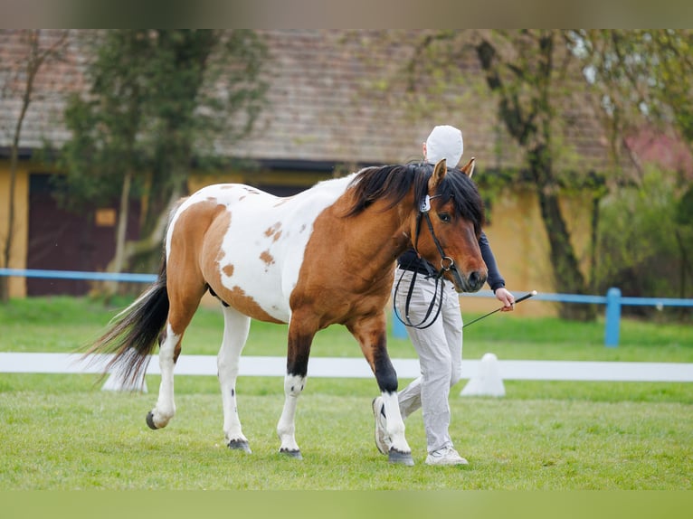 Huzule Ruin 4 Jaar 141 cm Gevlekt-paard in Młodzianów