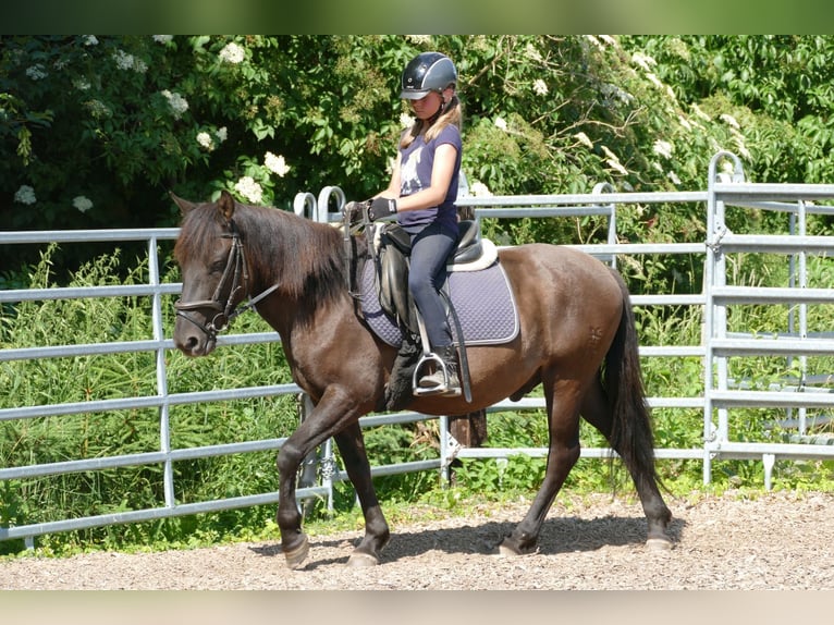 Huzule Ruin 4 Jaar 142 cm Falbe in Ramsau