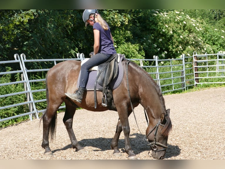 Huzule Ruin 4 Jaar 142 cm Falbe in Ramsau