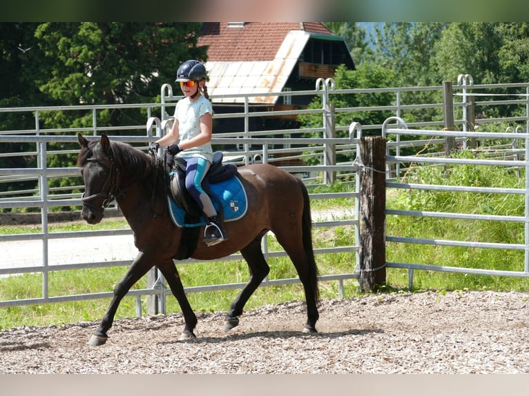 Huzule Ruin 4 Jaar 142 cm Falbe in Ramsau