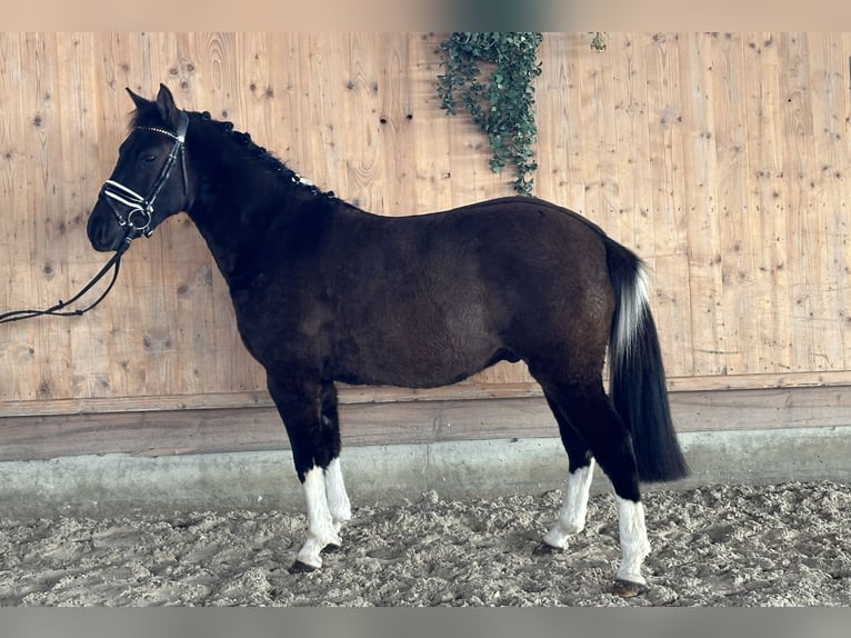 Huzule Ruin 4 Jaar 142 cm Gevlekt-paard in Riedlingen