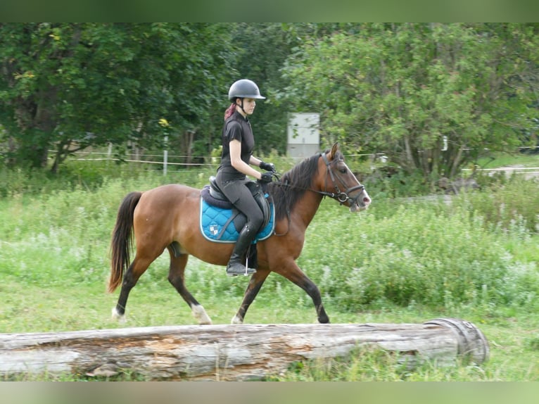 Huzule Ruin 4 Jaar 143 cm Falbe in Ramsau am Dachstein