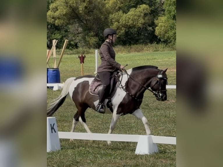 Huzule Ruin 4 Jaar 143 cm Gevlekt-paard in Hirschhorn