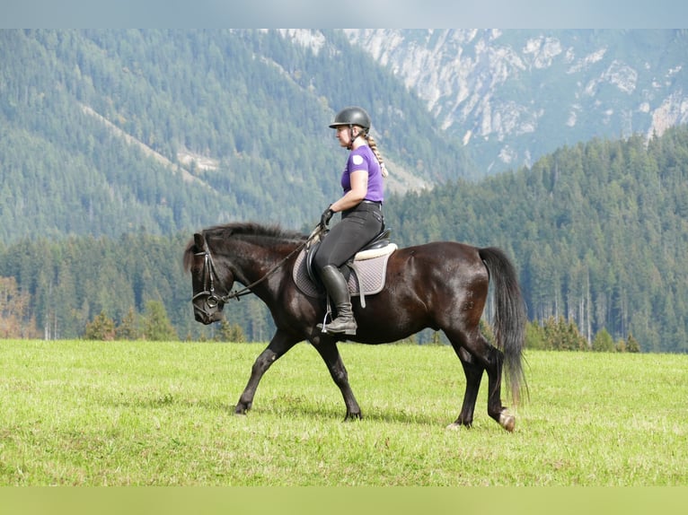Huzule Ruin 4 Jaar 143 cm Zwart in Ramsau am Dachstein