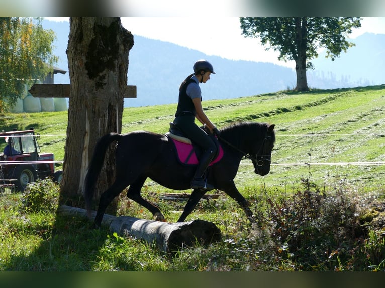 Huzule Ruin 4 Jaar 143 cm Zwart in Ramsau am Dachstein