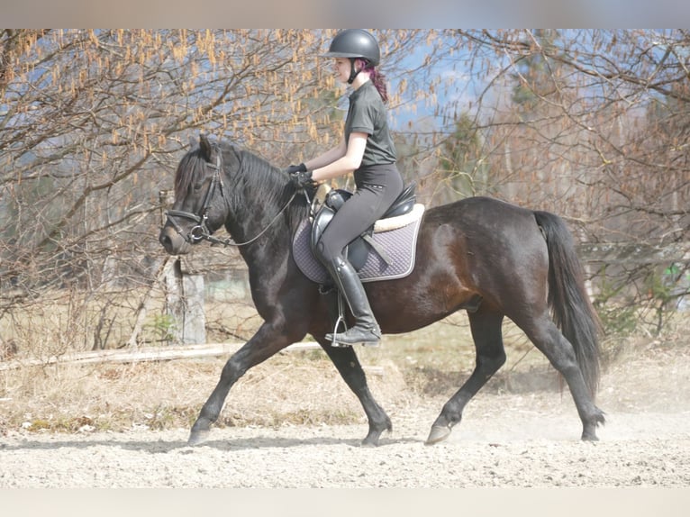 Huzule Ruin 4 Jaar 147 cm Zwartbruin in Ramsau am Dachstein