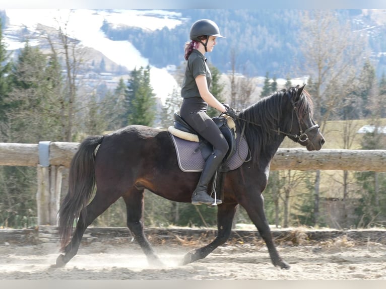 Huzule Ruin 4 Jaar 147 cm Zwartbruin in Ramsau am Dachstein