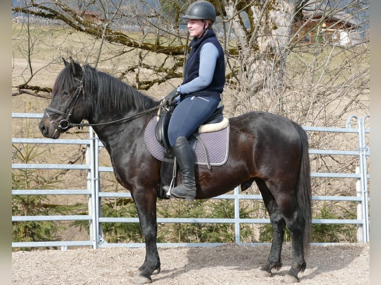 Huzule Ruin 4 Jaar 147 cm Zwartbruin in Ramsau am Dachstein