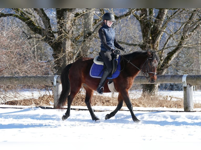 Huzule Ruin 4 Jaar 148 cm Falbe in Ramsau