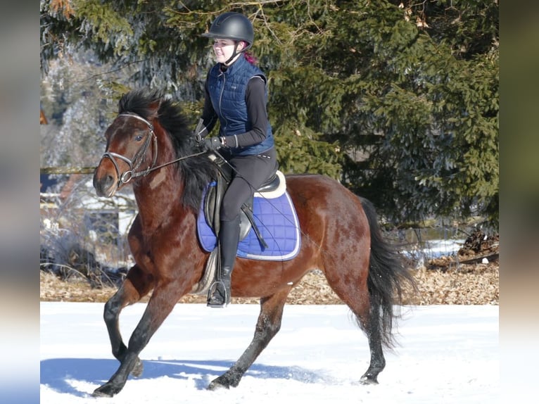 Huzule Ruin 4 Jaar 148 cm Falbe in Ramsau