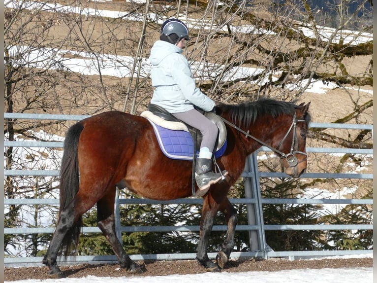 Huzule Ruin 4 Jaar 148 cm Falbe in Ramsau