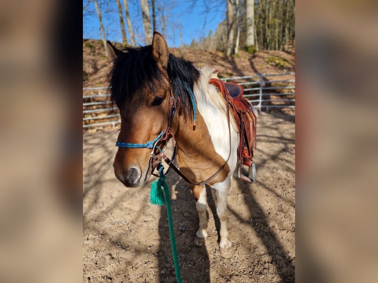 Huzule Mix Ruin 5 Jaar 136 cm Gevlekt-paard in Pommelsbrunn