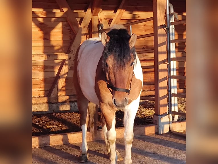 Huzule Mix Ruin 5 Jaar 136 cm Gevlekt-paard in Pommelsbrunn