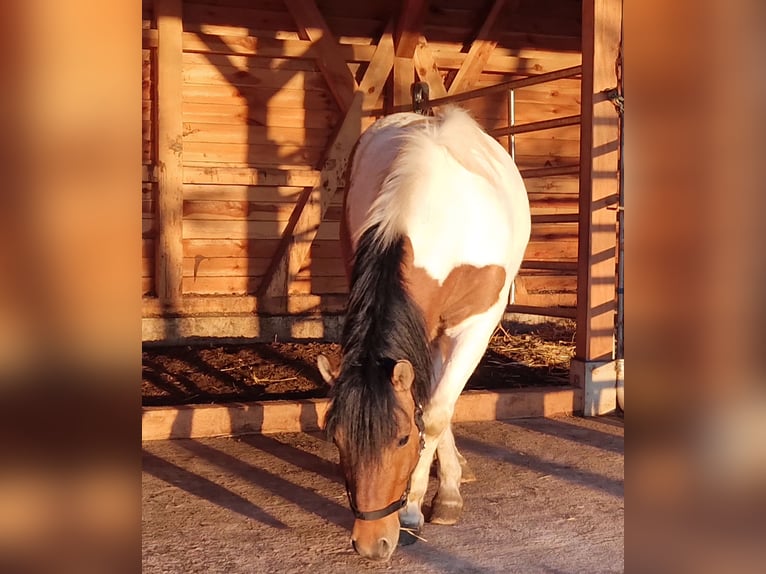 Huzule Mix Ruin 5 Jaar 136 cm Gevlekt-paard in Pommelsbrunn