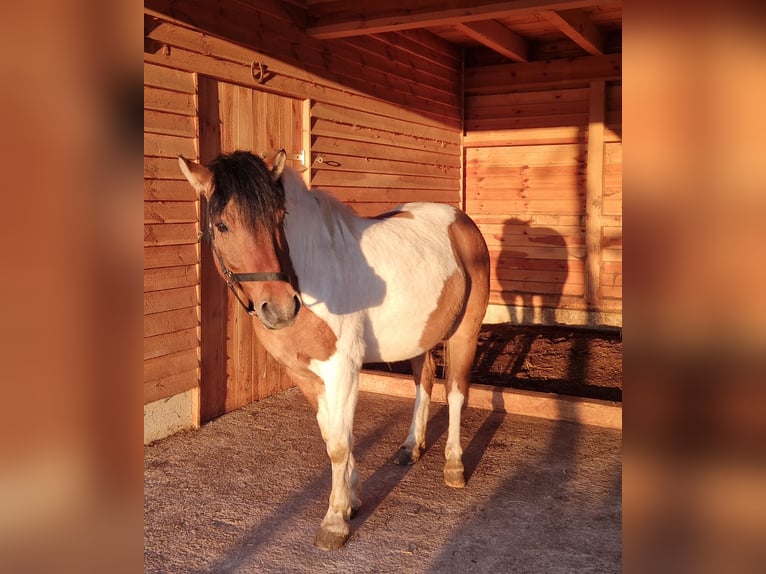 Huzule Mix Ruin 5 Jaar 136 cm Gevlekt-paard in Pommelsbrunn