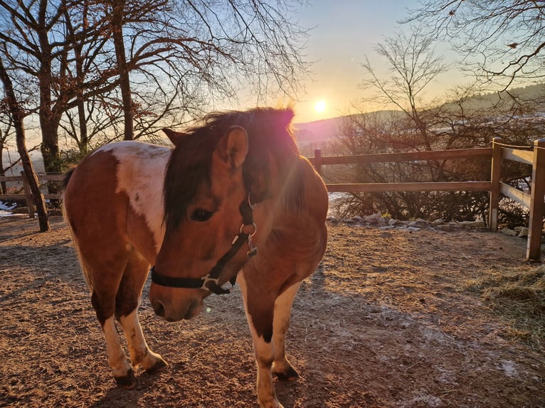 Huzule Mix Ruin 5 Jaar 136 cm Gevlekt-paard in Pommelsbrunn