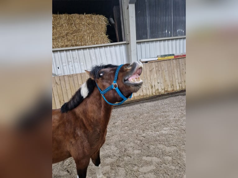 Huzule Ruin 5 Jaar 136 cm Gevlekt-paard in Sasbach